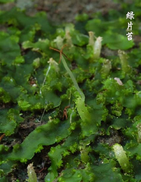 苔蘚介紹|40種·常見苔蘚植物圖鑑，景觀植物配置